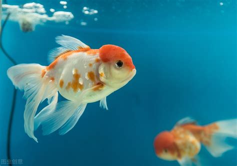 金魚缺氧|金魚怎麼養才不會缺氧，需要打氧嗎